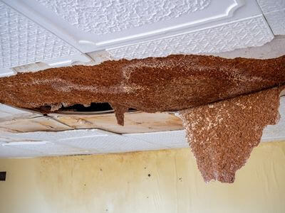 Professional basement water damage restoration services in Manteca - Crawl Space Mold Remediation Manteca
